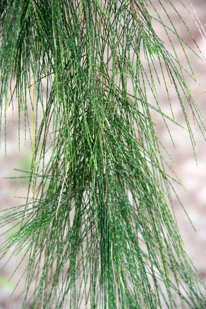 Casuarina equisetifolia L.