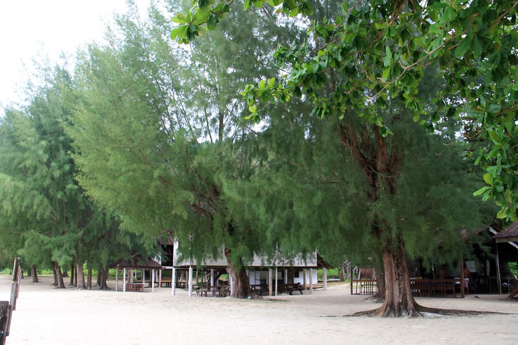 Casuarina equisetifolia L.