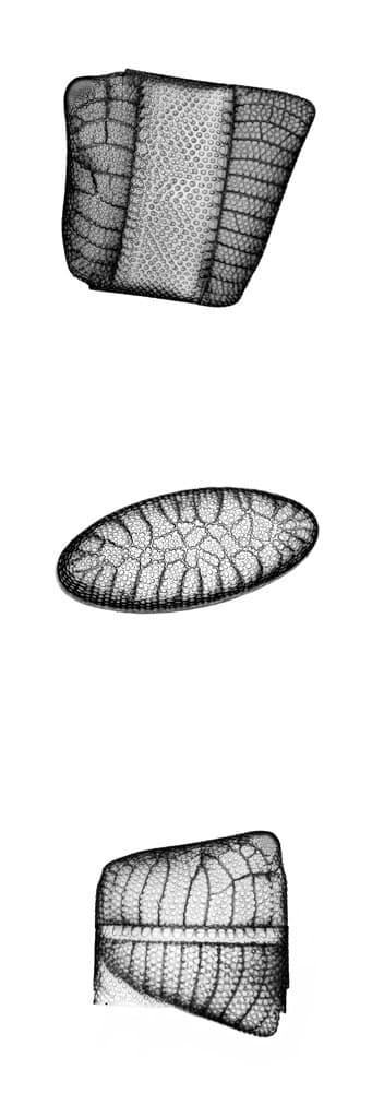 Diatoms of Golden Gardens Beach, Seattle, USA - 400x