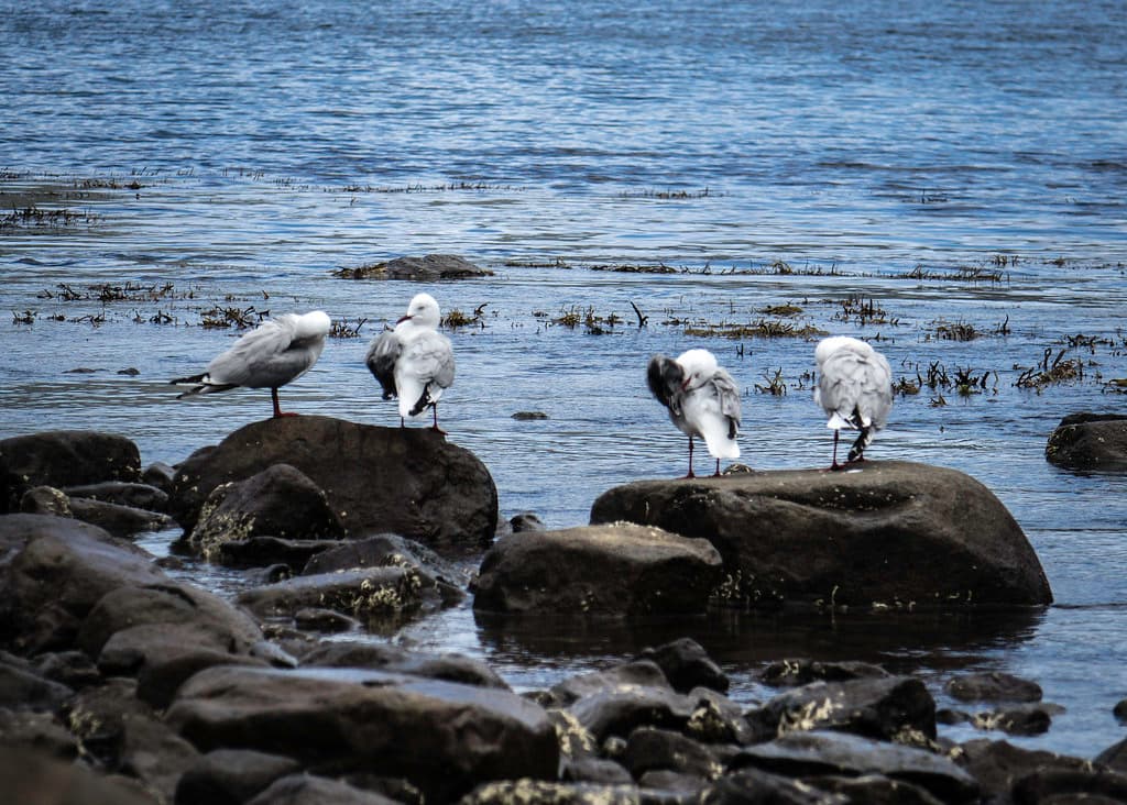 Silver gulls washing themselves, Bivouac Bay, Tasman National Park