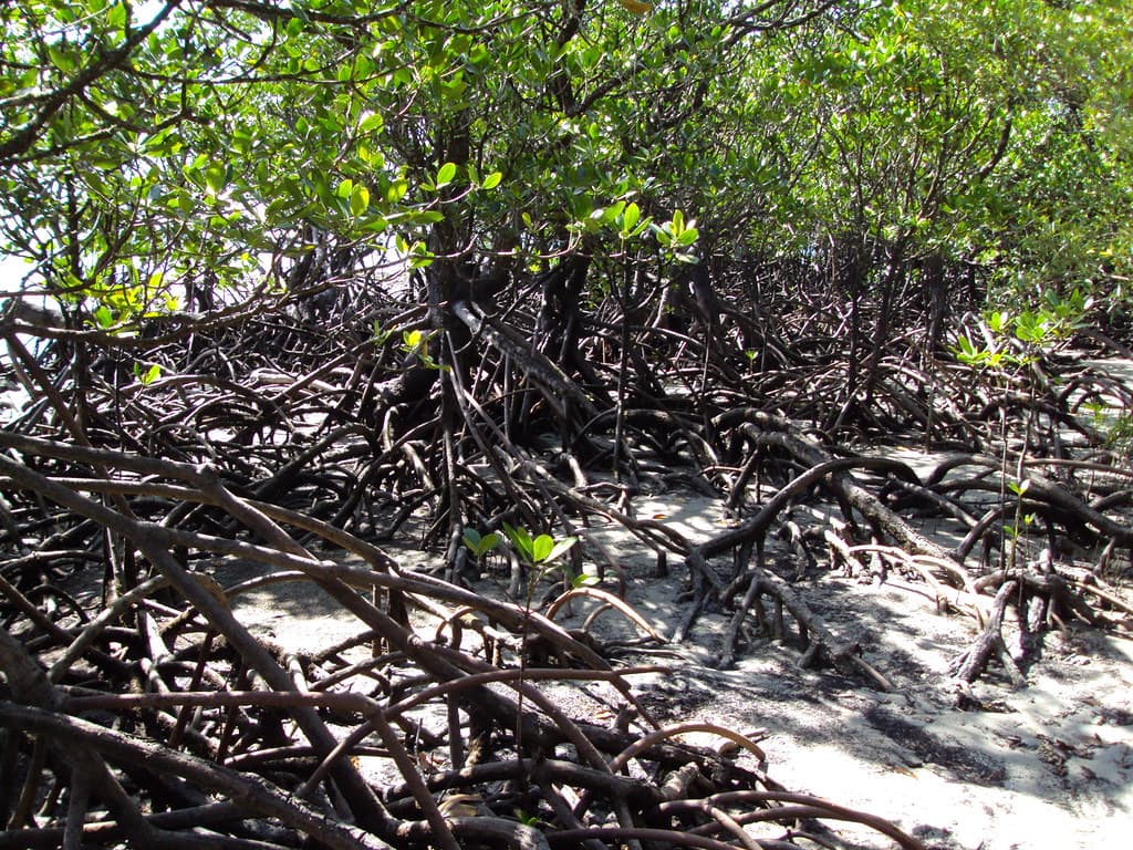 Daintree. Cape Tribulation mangroves.