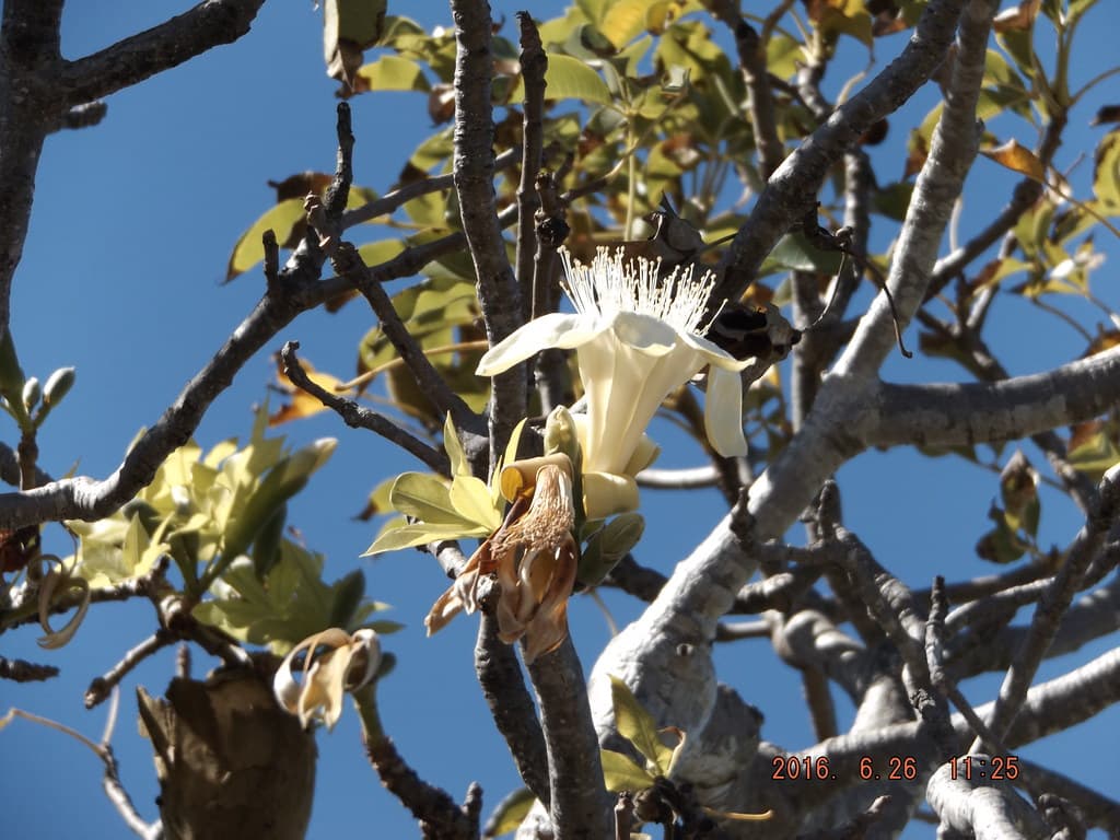 Boab Tree flower