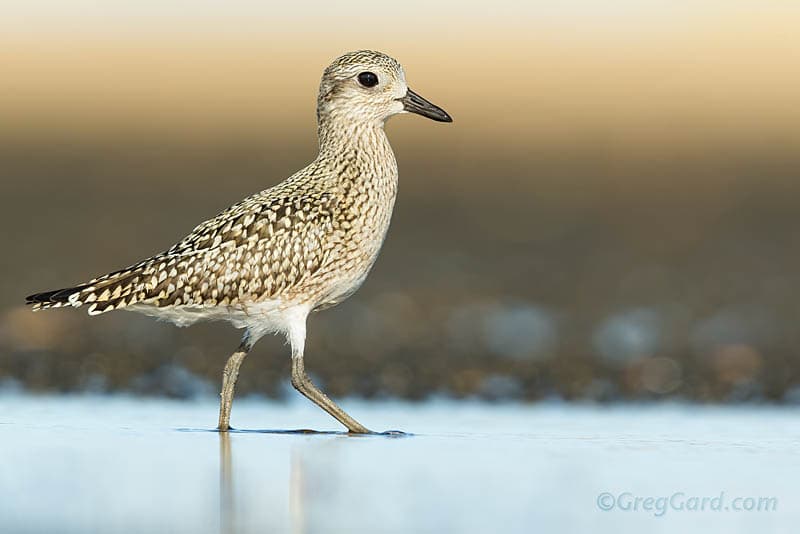American Golden-Plover