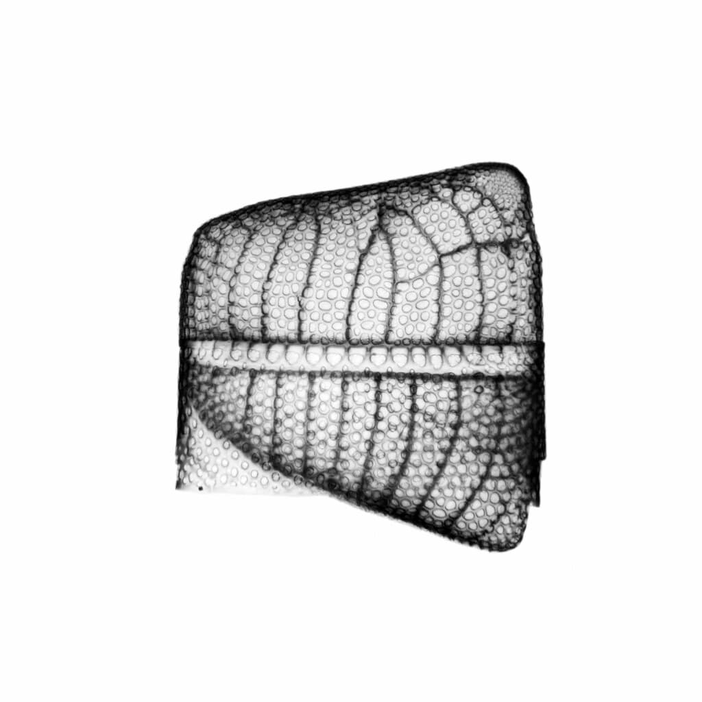 Isthmia nervosa KÜTZING - 400x