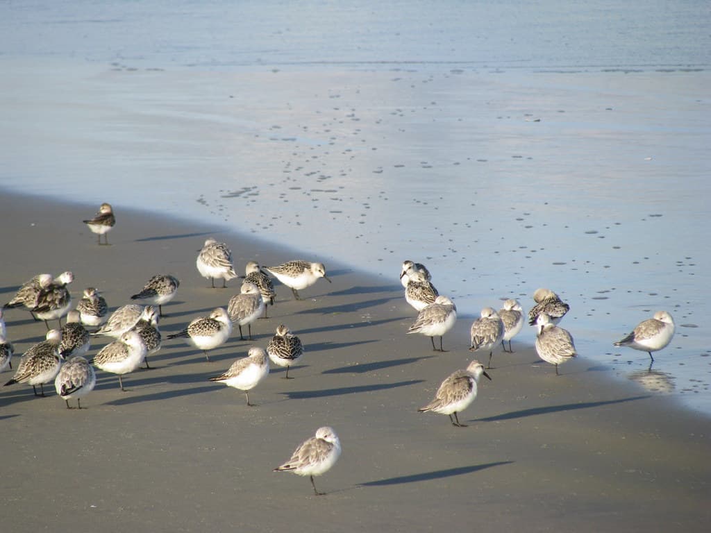 Littles Birds - Ogunquit beach