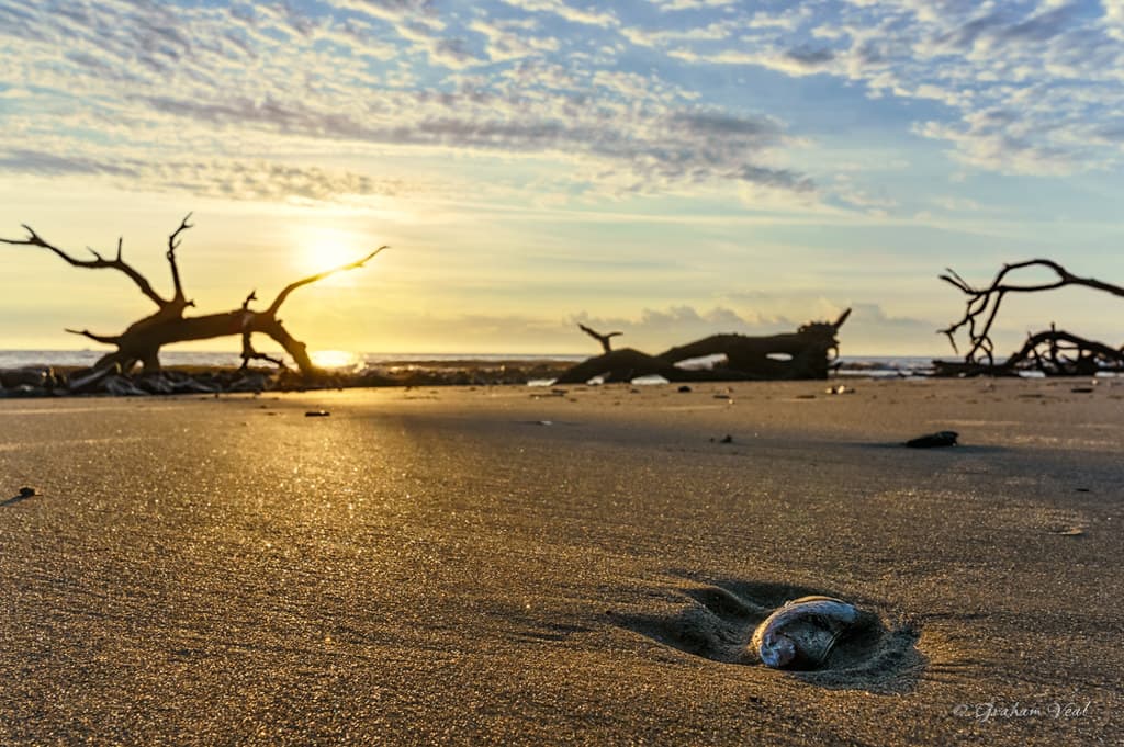 Driftwood shell