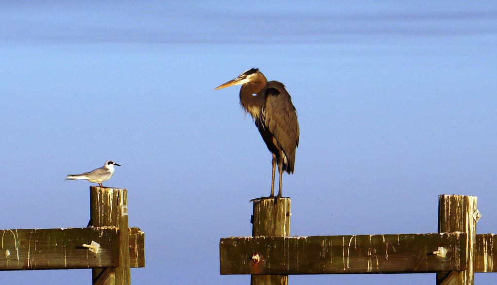 x Gull and Heron Take 2 DSC02261