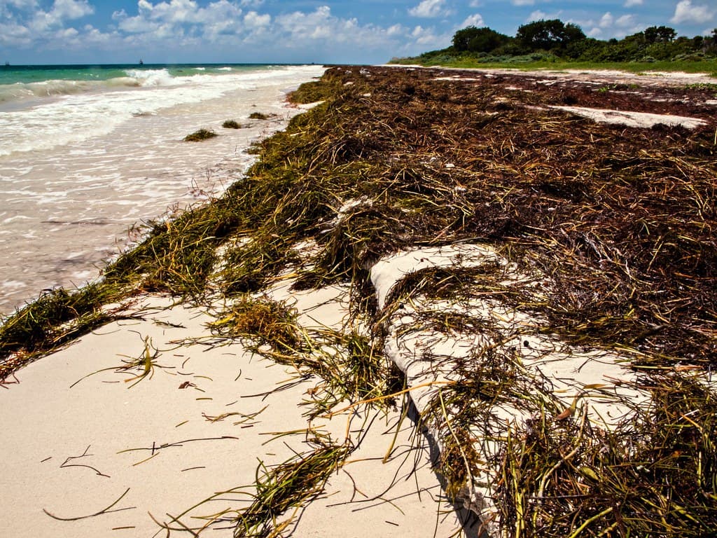 Sea Wrack Attack: Bahia Honda State Park