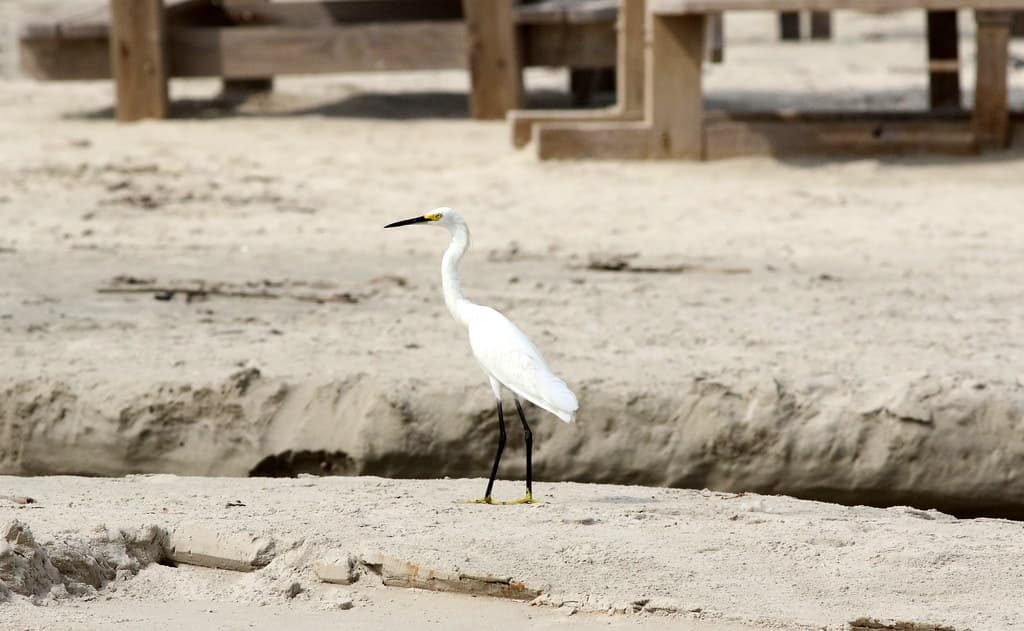 snowy_egret_mustang_isl_7Dii0742