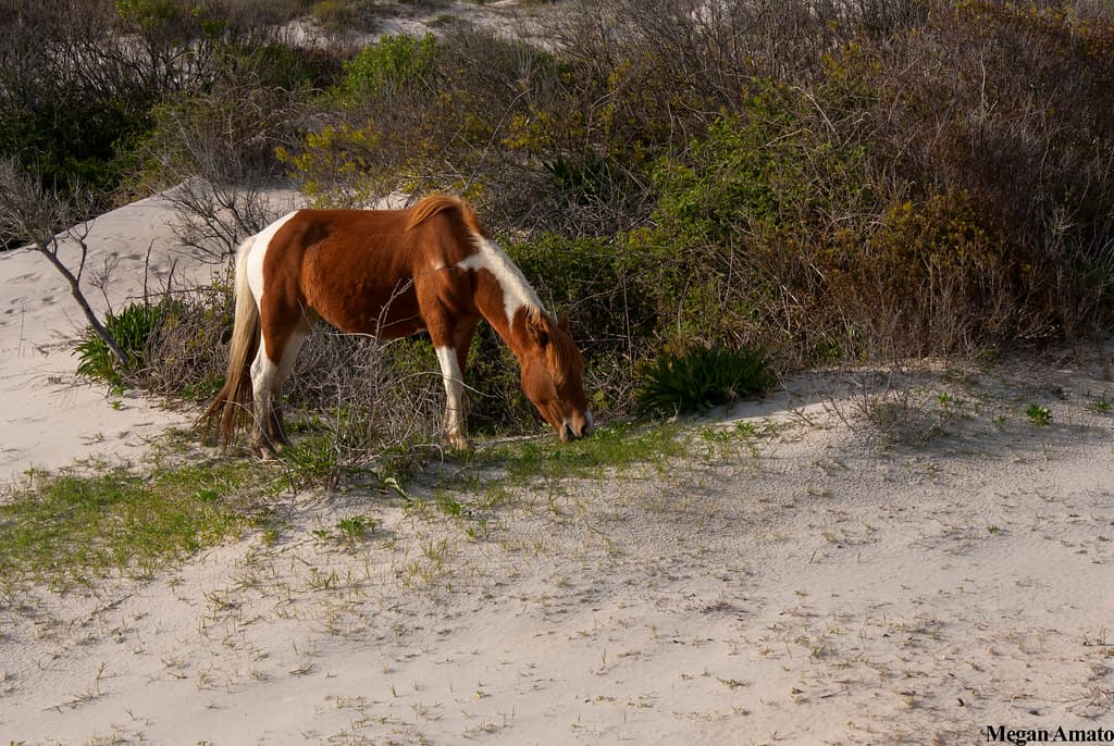 Assateague Island National Seashore Beach