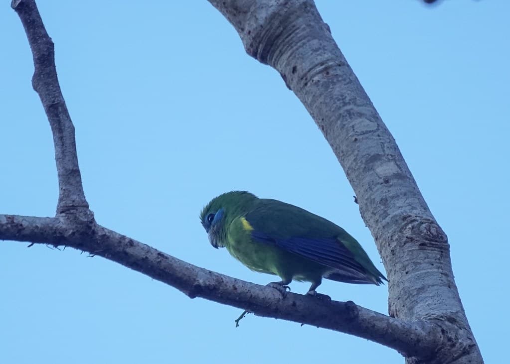 Double-eyed Fig Parrot