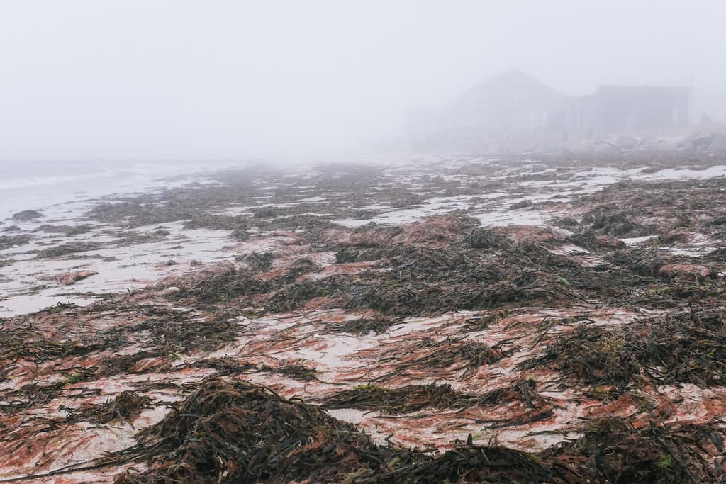 Covells Beach — photo by scottmccracken