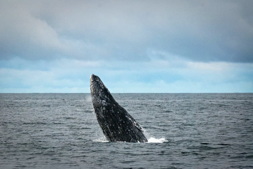 Gray Whale Breaching