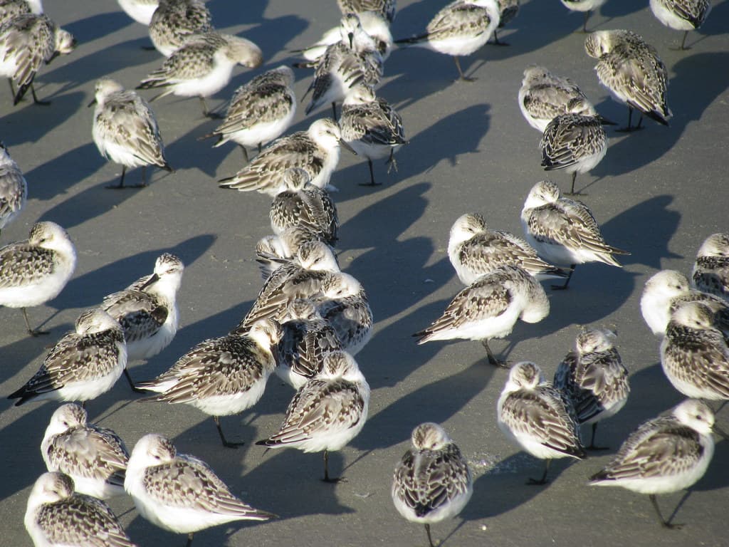 Littles Birds - Ogunquit beach