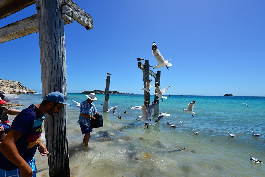 Hamelin Bay, Perth 2014!