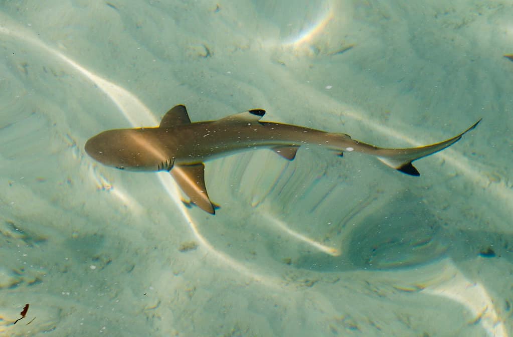 Blacktip reef shark - Pulau Lang Tengah