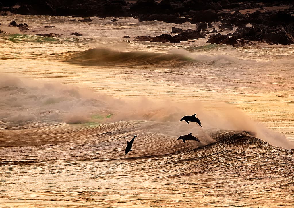 Cape Naturalist Dolphins