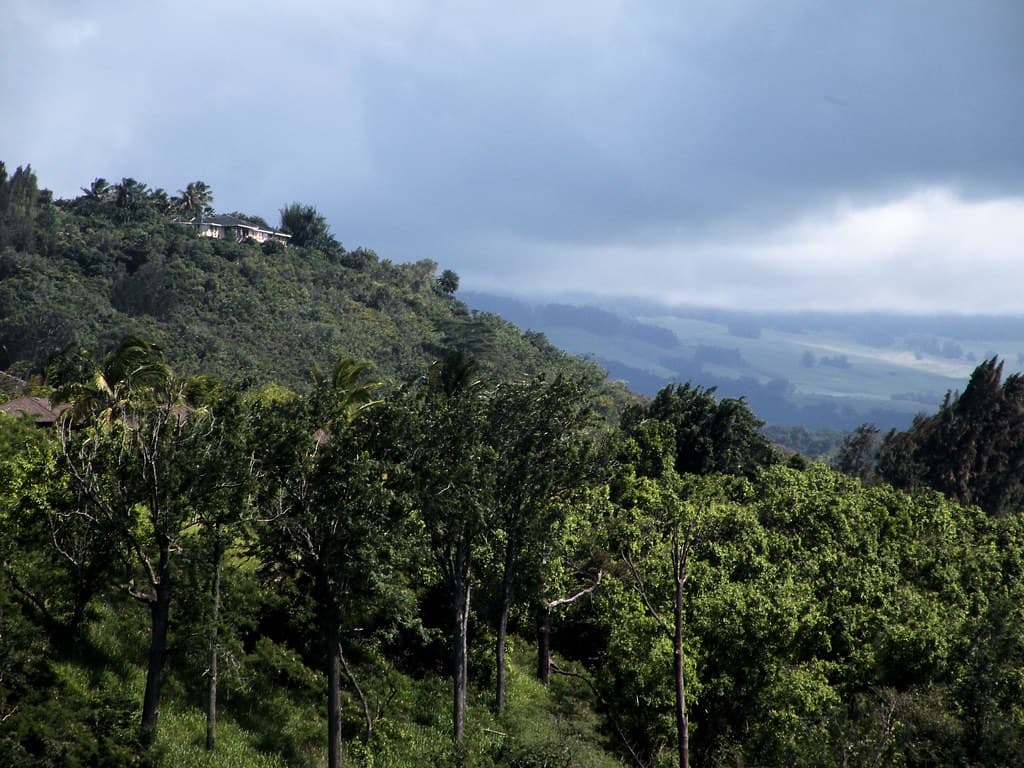 Upcountry Maui Sue Salisbury Maui Hawaii