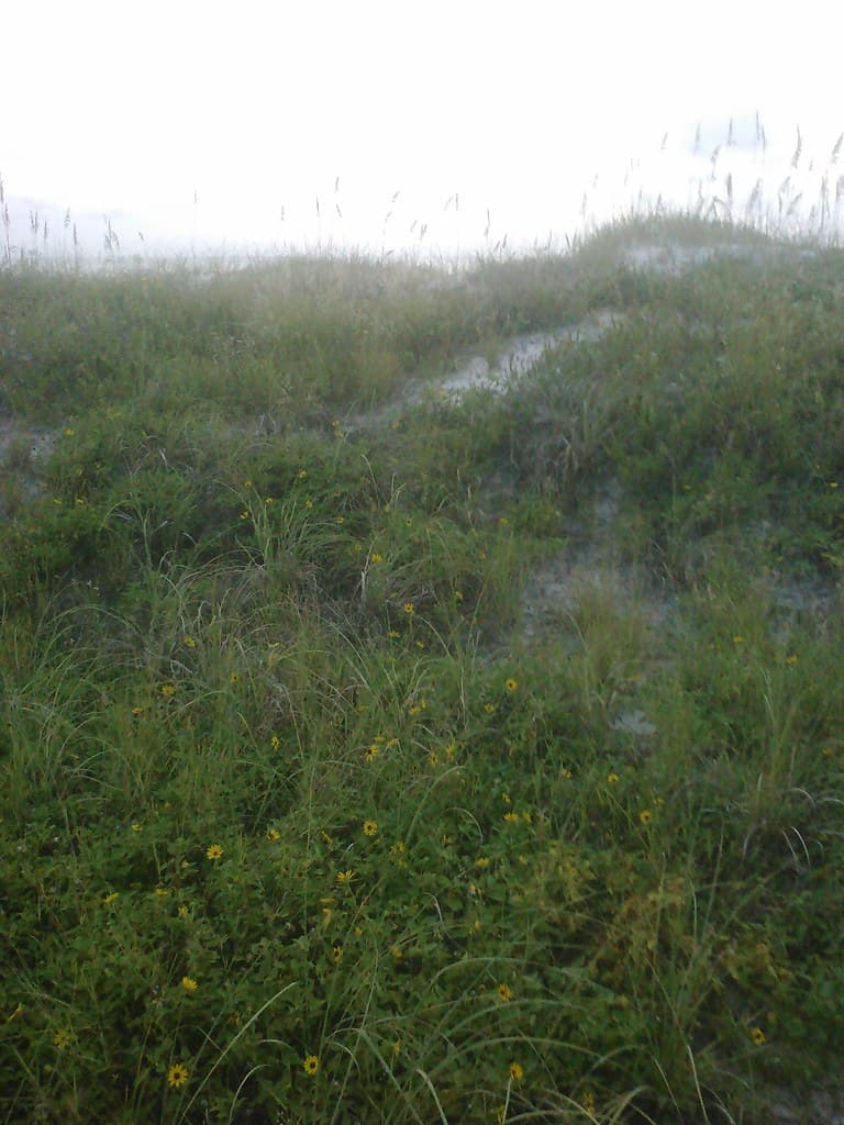 Sand Dune