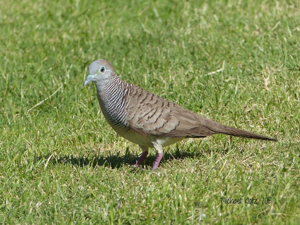 Zebra Dove - Hapuna Beach, HI