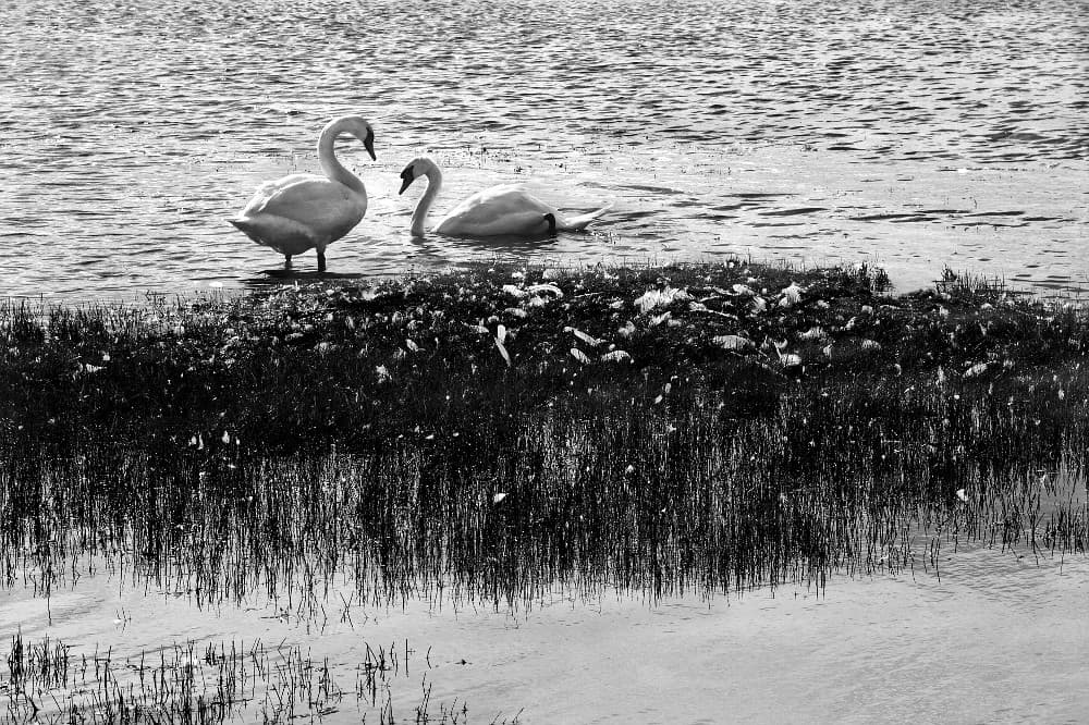 Baie de Somme - Les marais du Crotoy
