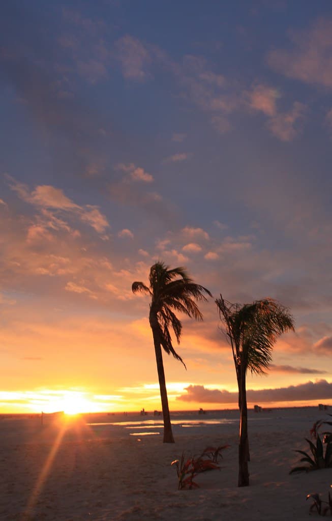 Palmeras