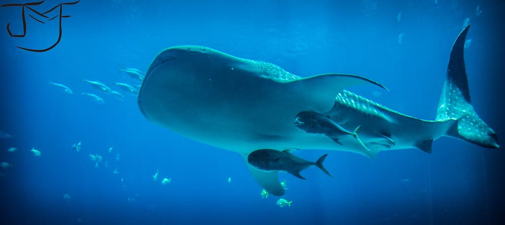 Tiburón Ballena