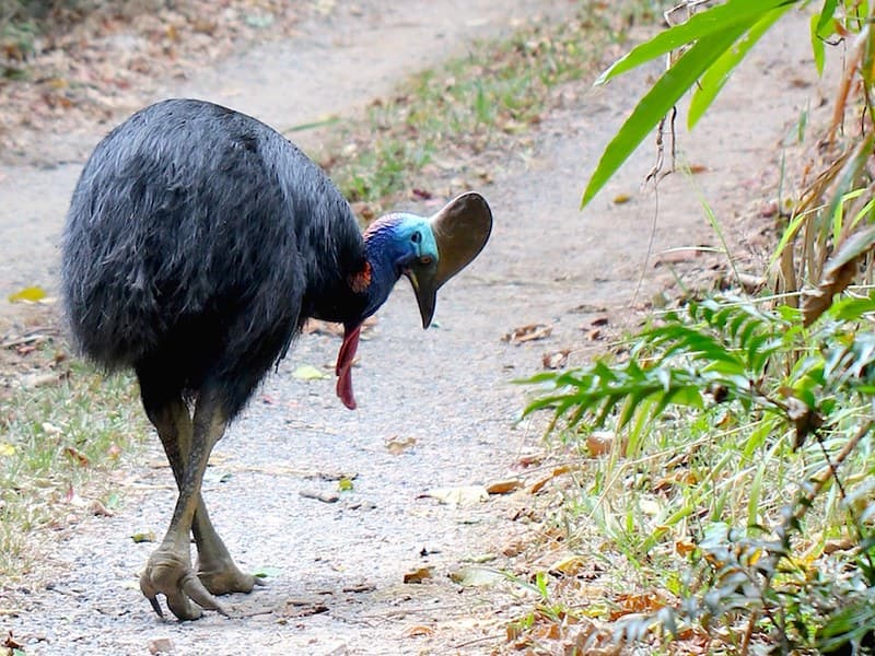 Cassowary 9996