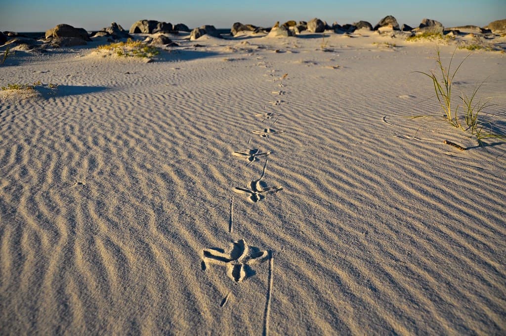 Dune Beach South