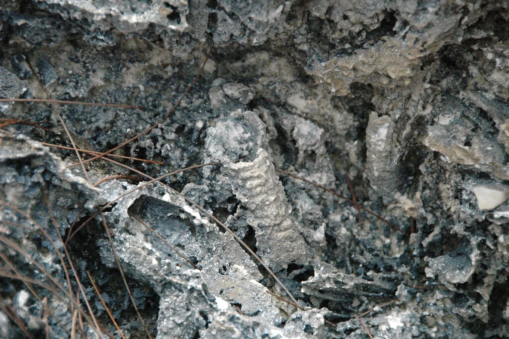Ophiomorpha burrows in aragonitic limestone (Cockburn Town Member, Grotto Beach Formation, Upper Pleistocene, 114-127 ka; Ophiomorpha Bay, Cockburn Town Fossil Reef, San Salvador Island, Bahamas) 10