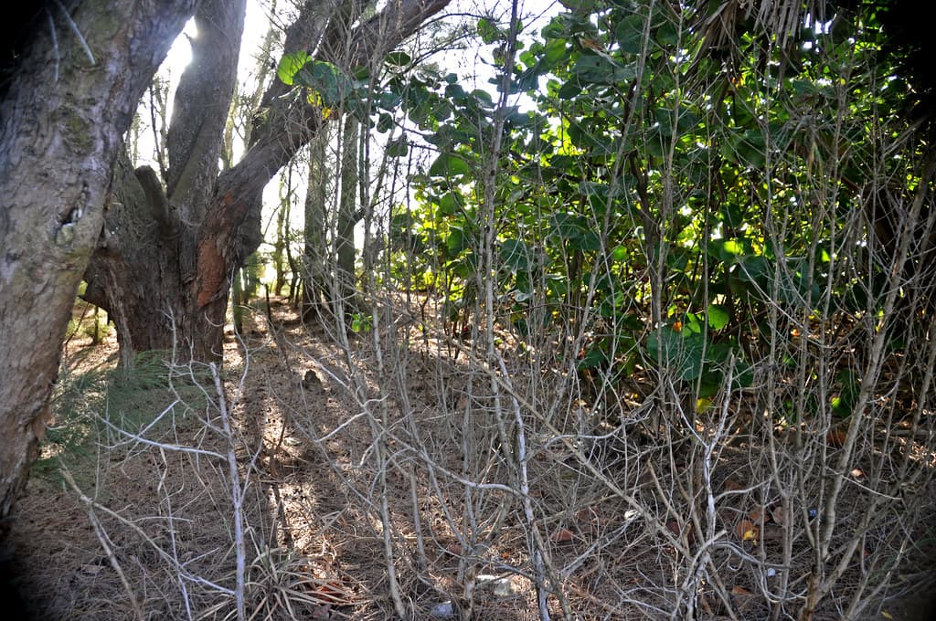 Casuarina equisetifolia (ironwood) (Captiva Island, Florida, USA) 4