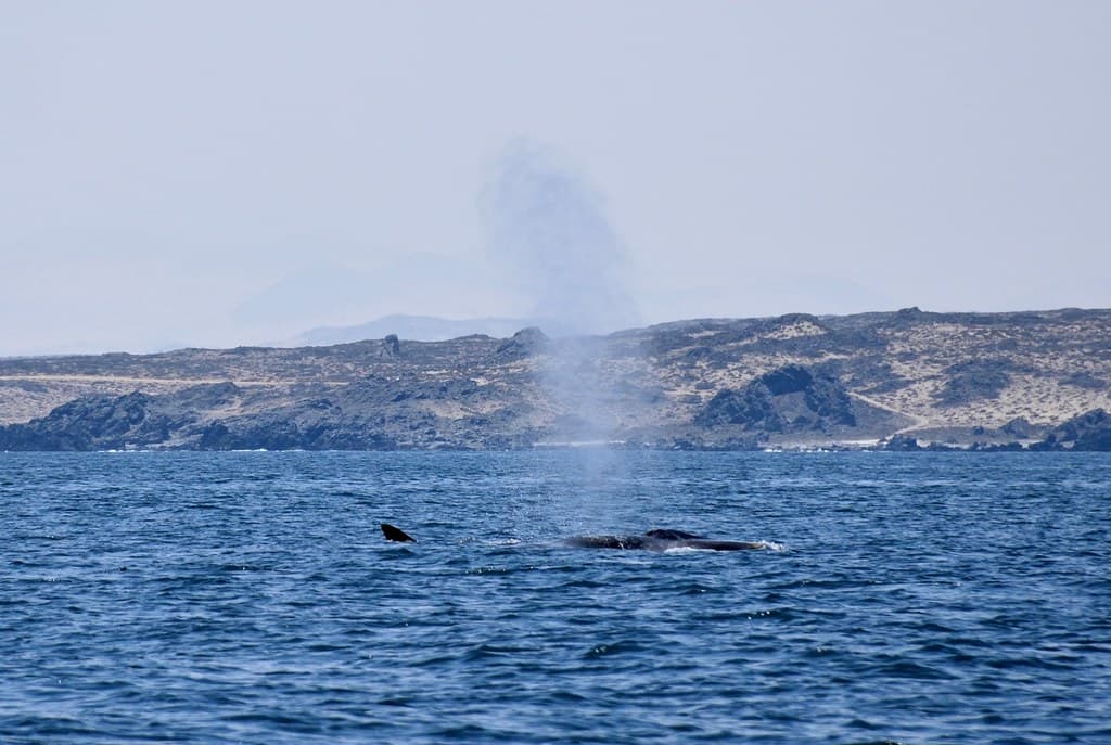 The Fin Whale, Isla Damas, Pingüino de Humboldt National Reserve, Chile.