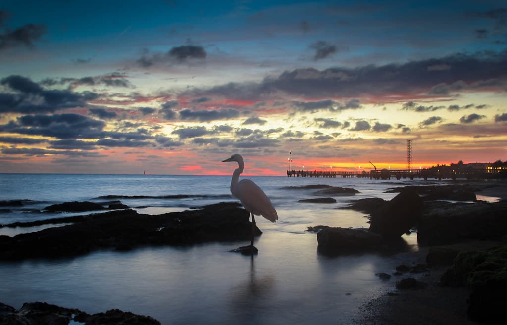 Higgs Beach Heron