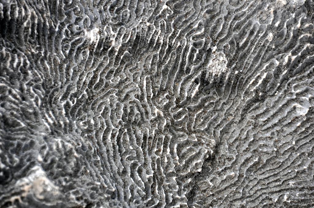 Diploria clivosa fossil knobby brain coral (Cockburn Town Member, Grotto Beach Formation, Upper Pleistocene, 114.3 ka; Cockburn Town Fossil Reef, San Salvador Island, Bahamas) 3
