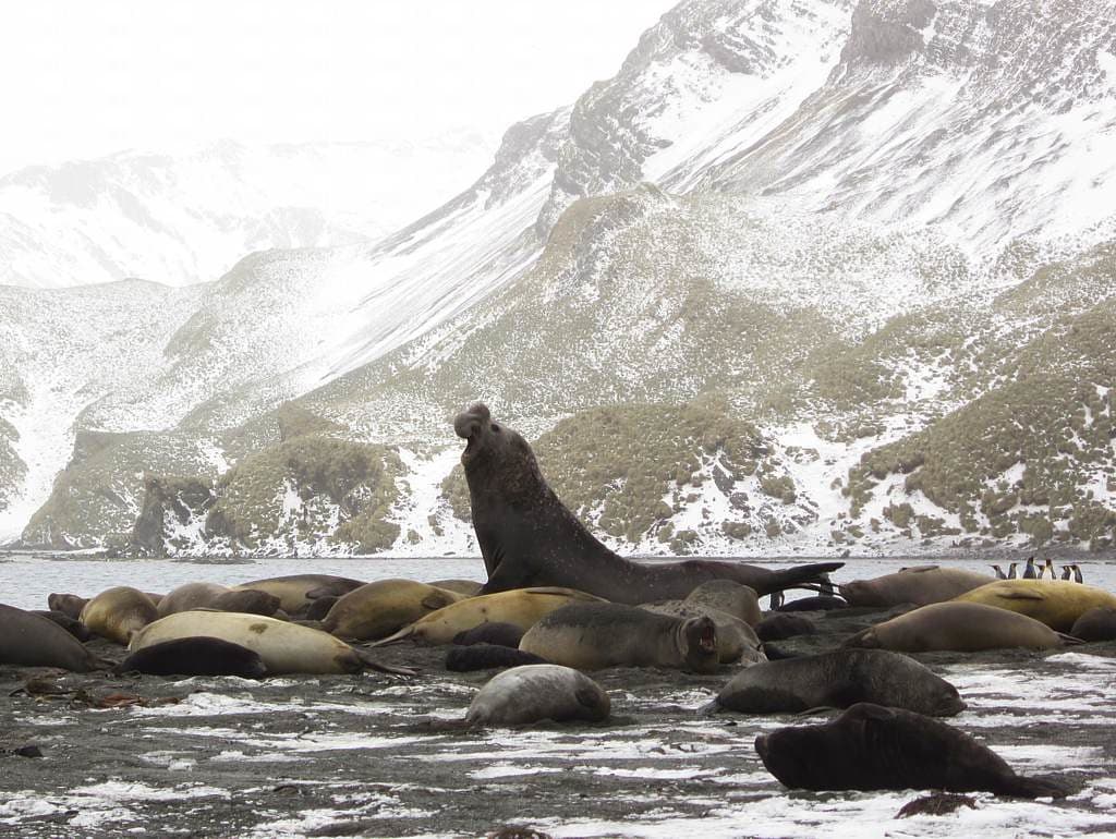 Elephant Seals