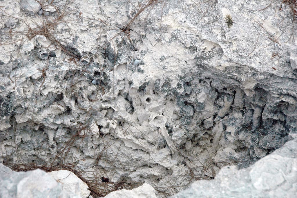 Ophiomorpha burrows in aragonitic limestone (Cockburn Town Member, Grotto Beach Formation, Upper Pleistocene, 114-127 ka; Ophiomorpha Bay, Cockburn Town Fossil Reef, San Salvador Island, Bahamas) 7