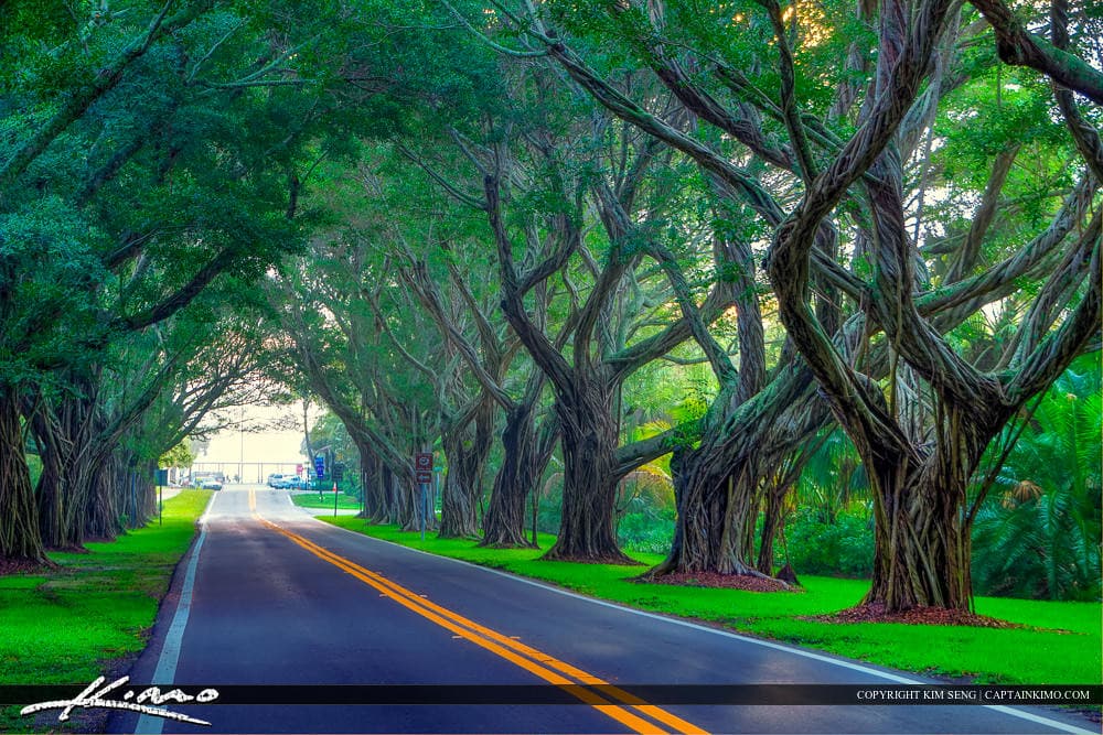 Hobe Sound at Bridge Road with Tree Coverage to Beach
