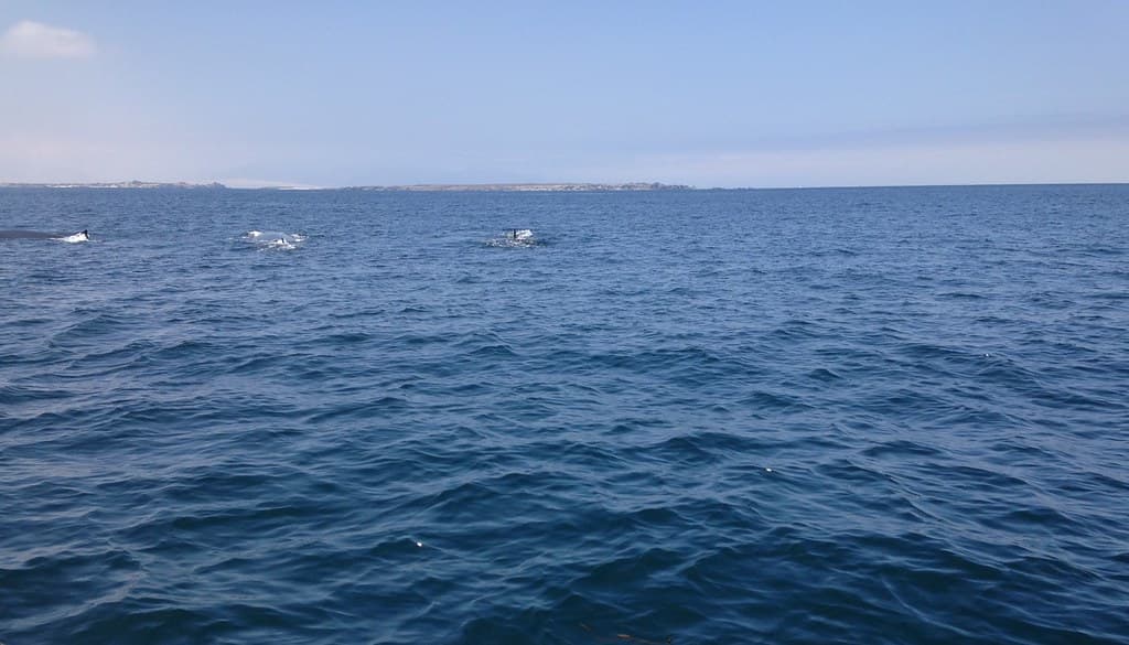 The Fin Whale, Isla Damas, Pingüino de Humboldt National Reserve, Chile.