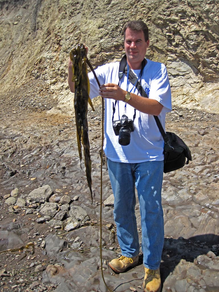 Nereocystis luetkeana (bull kelp) (Agate Beach, southern Point Reyes Peninsula, western-coastal California, USA)