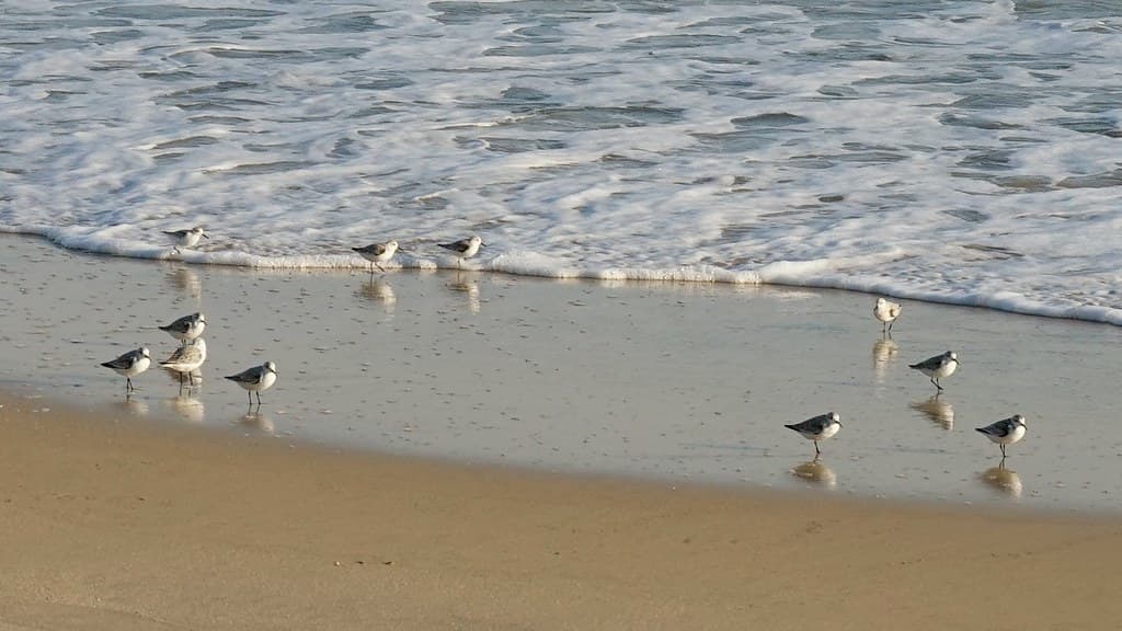 Lucy Vincent Beach view 2