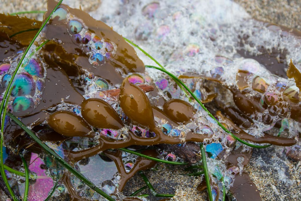 Flotsam