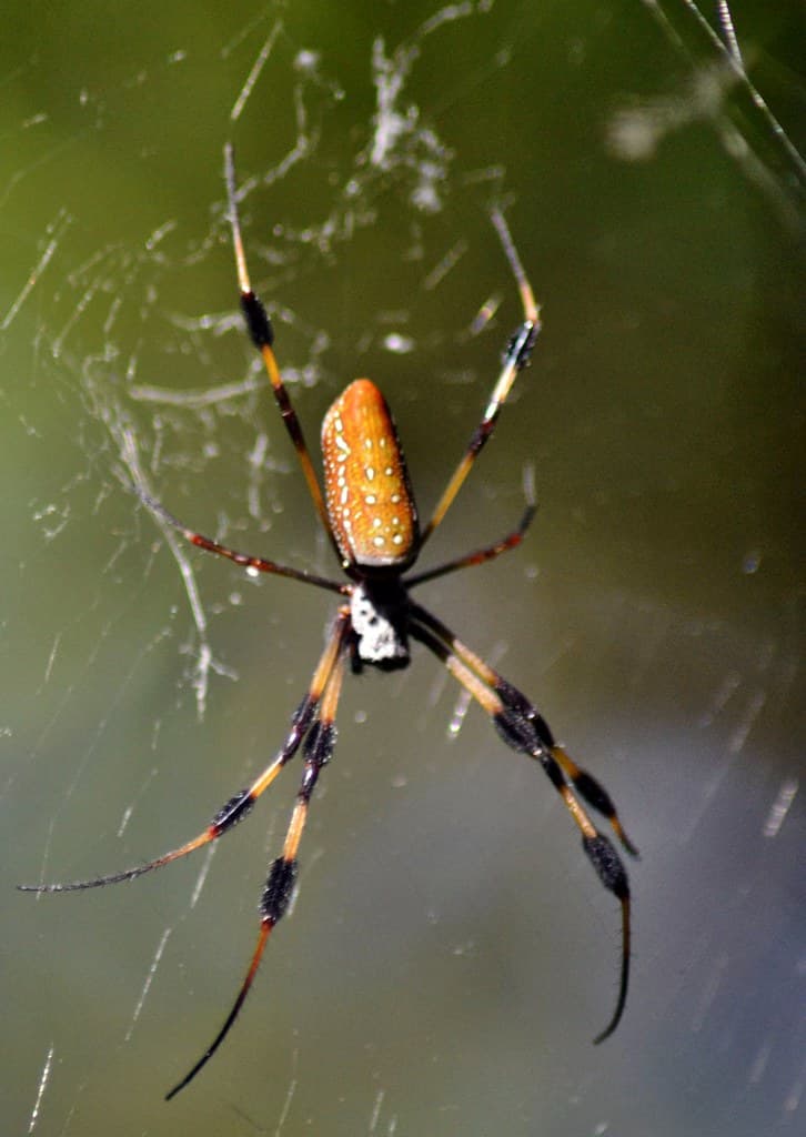 GOLDEN SILK SPIDER OR BANANA SPIDER 2 -Genus Nephila.  NIKON D3100. DSC_0230