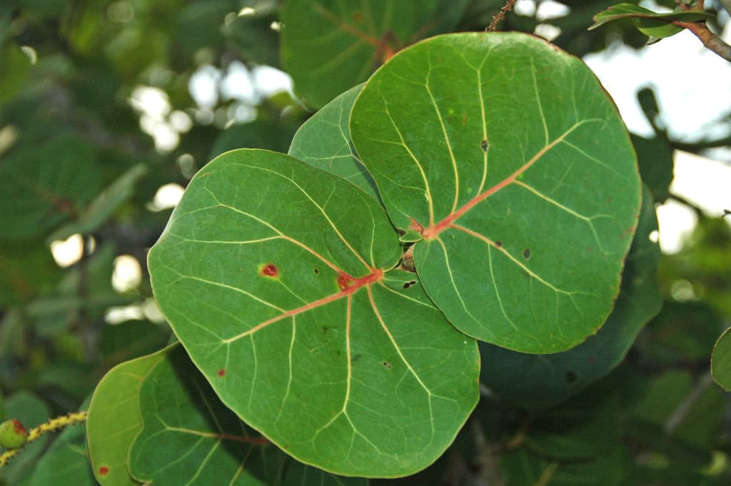 Coccoloba uvifera (sea grape) (Sanibel Island, Florida, USA) 1