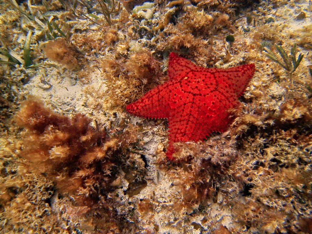 Sea Star Spotting at Bahia Honda