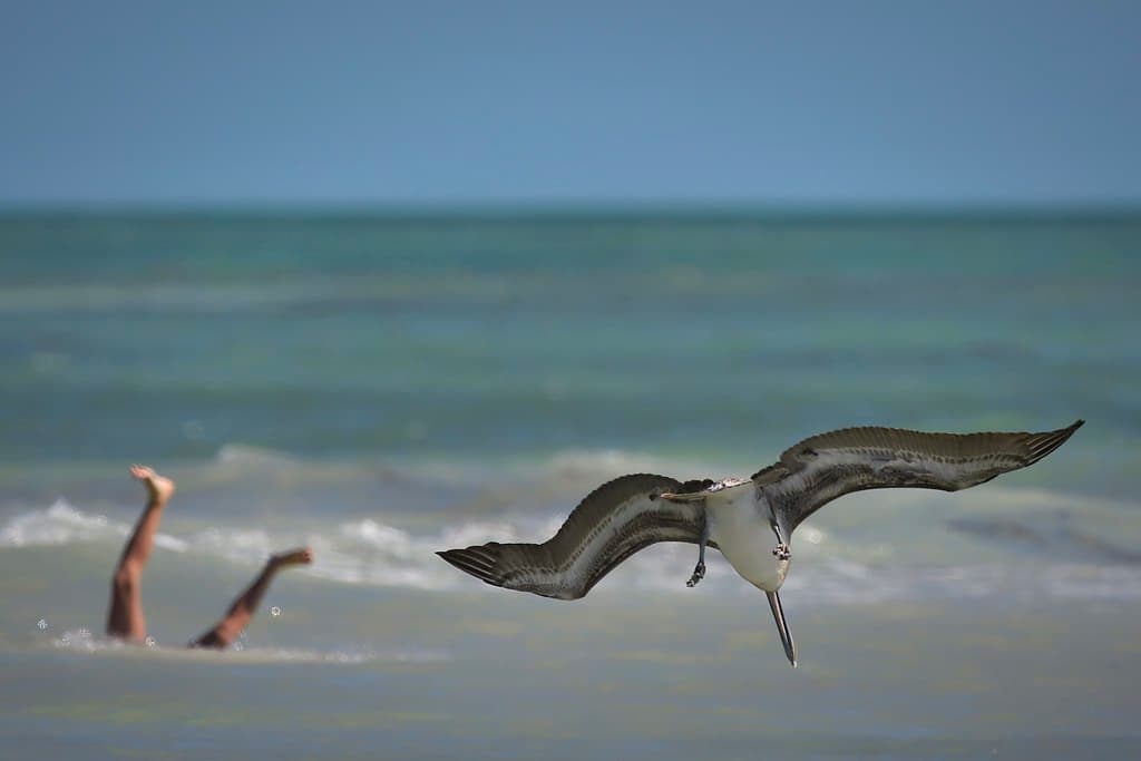 Everybody's Diving at the Beach