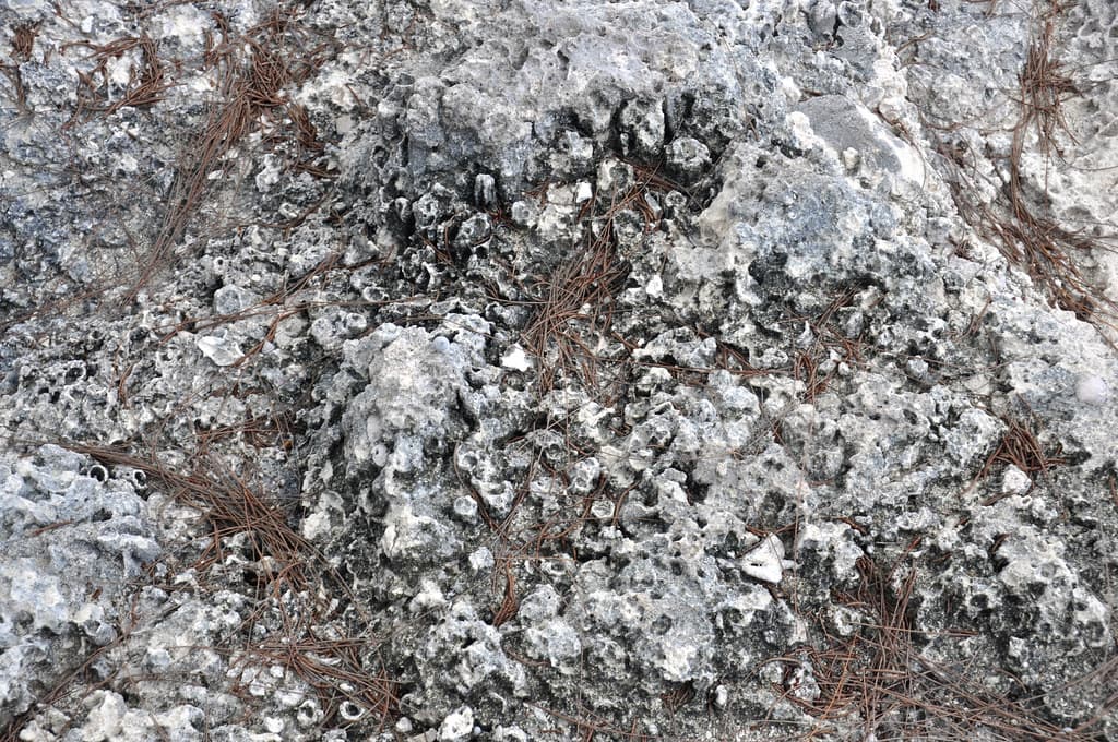 Ophiomorpha burrows in aragonitic limestone (Cockburn Town Member, Grotto Beach Formation, Upper Pleistocene, 114-127 ka; Cockburn Town Fossil Reef, San Salvador Island, Bahamas) 1