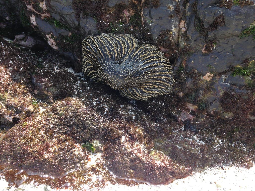 Punta de Choros, Chile.