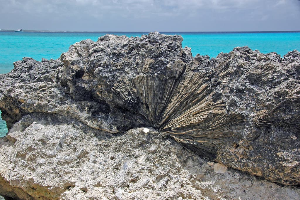 Diploria fossil brain coral on Devil's Point Hardground (Cockburn Town Member, Grotto Beach Formation, Upper Pleistocene, ~120-123 ka; Cockburn Town Fossil Reef, San Salvador Island, Bahamas) 2