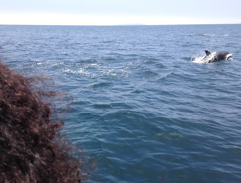 The Fin Whale, Isla Damas, Pingüino de Humboldt National Reserve, Chile.