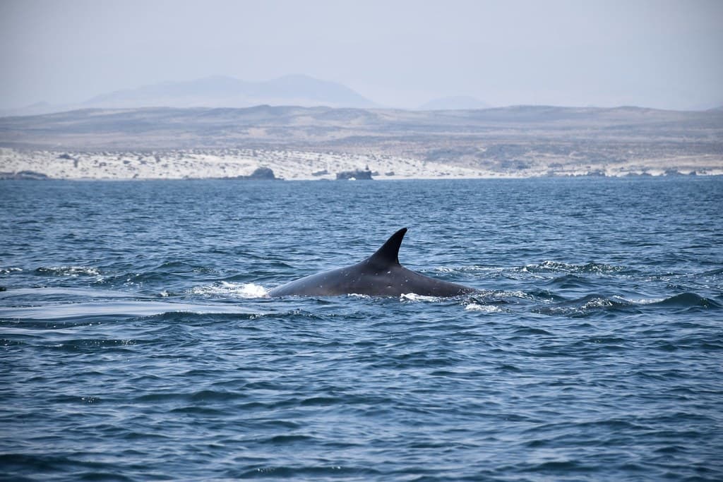 The Fin Whale, Isla Damas, Pingüino de Humboldt National Reserve, Chile.
